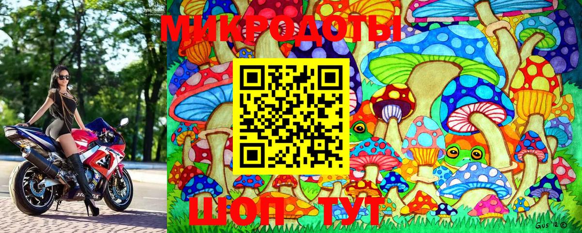 Псилоцибиновые грибы Psilocybe Кинель